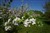 4978äppelblomm.JPG